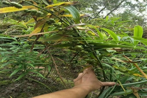 四川绵阳黄精苗种植基地